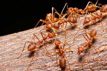 the ants