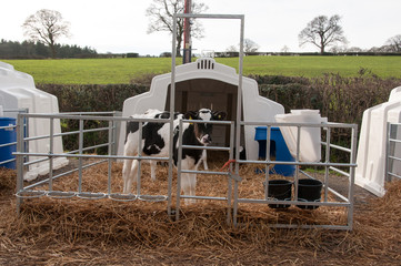 Calf Igloo