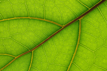 leaf of Ficus Lyrata