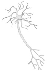 cartoon image of human neuron
