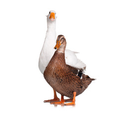 Duck and goose