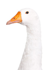 Domestic goose