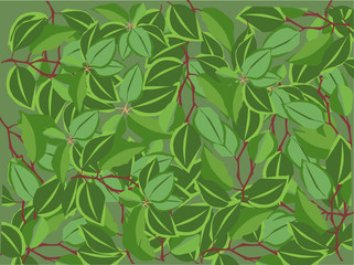 Naklejka na ściany i meble background from green lush foliage