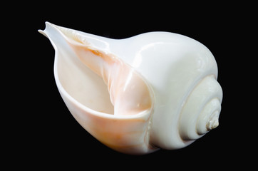 Valampuri shank or Great indian chank sea shell © shizuruvten