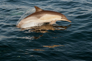 The dolphin comes up from water.