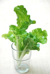 Leaf mustard/ Indian mustard fresh and good for health