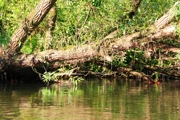 Forest river scene