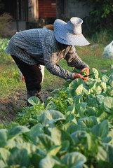 Vegetable farmer, Gardener of Thailand