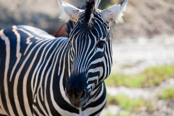 Naklejka premium African Zebra portrait horizontal view