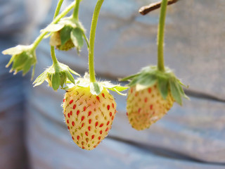 Strawberry