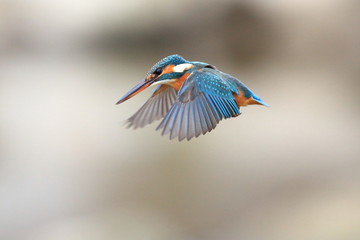 ホバリングするカワセミ