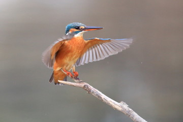 カワセミ
