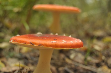 Red toadstool mushroom in the forest while, inedible, poisonous