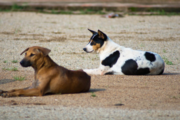 Naklejka premium Dog