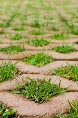 Grass with walkway