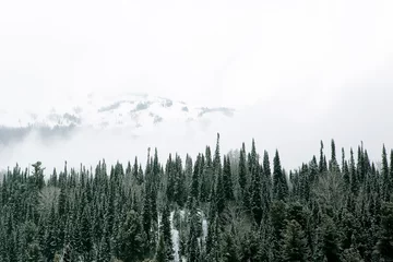 Cercles muraux Forêt dans le brouillard winter mountain forest