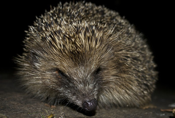 hedgehog 1