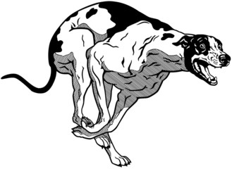 english greyhound black white
