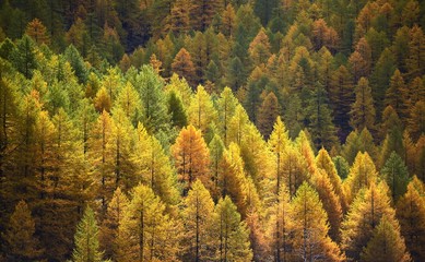 Larch background - autumn - obrazy, fototapety, plakaty