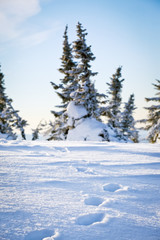 Fototapeta premium footprints on the snow