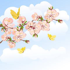 blooming apricot and sky