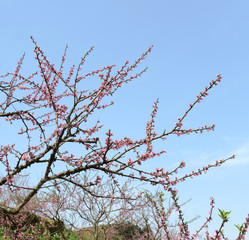 pink blossoms