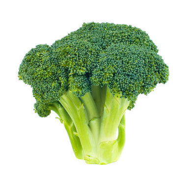 fresh broccoli on a white background