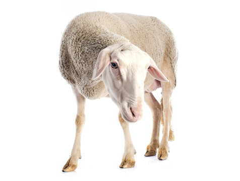 adult ewe