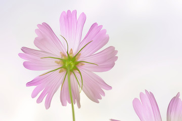 pink flower