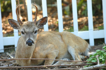 Key Deer Buck