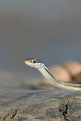 Thamnophis proximus