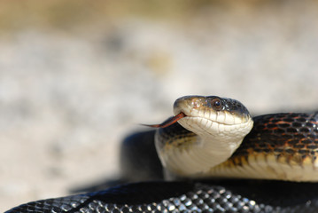 Adult Black Rat Snake