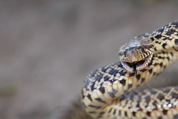 Grumpy Bull snake