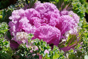 Obraz premium red Cabbage