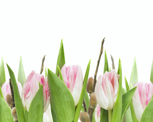 Pink tulips with willow, isolated