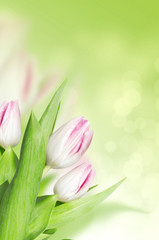 Tulips on spring green background