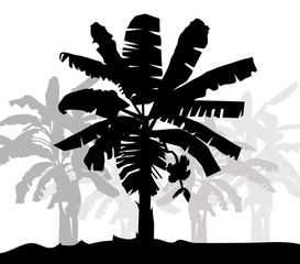Banana tree silhouette- vector