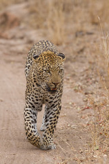 Beautiful large male leopard walking in nature