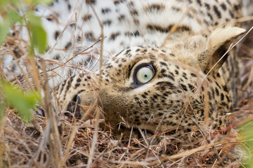Closeup of Leopard eye lying down in grass relaxing