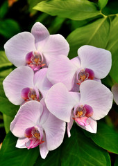 Fototapeta na wymiar vandas orchids