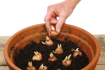 Hand planting bulbs