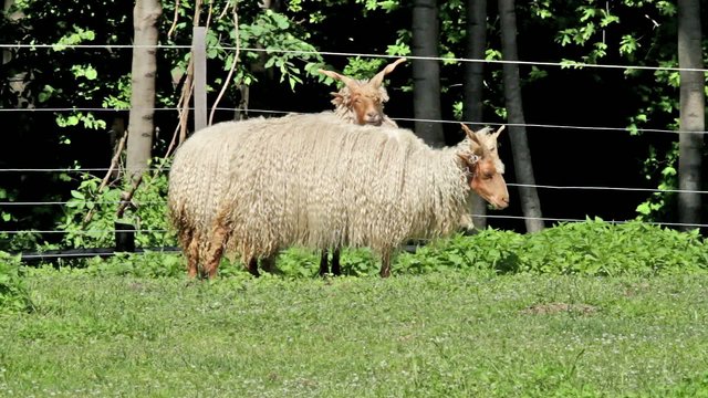 Two beautiful  hungarian &ldquo;Racka&rdquo; sheeps