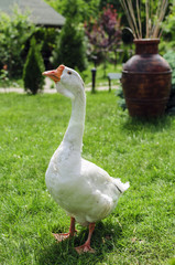 White goose on green grass