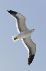 Cape Gull