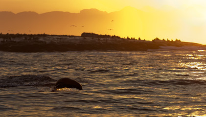 Seals swim and jumping out of water on sunset.