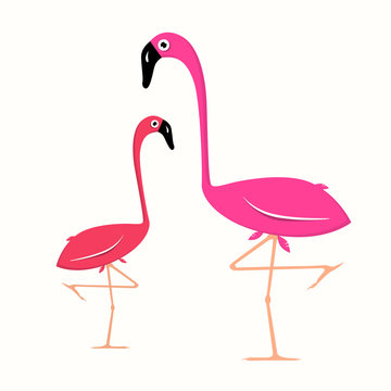 Two Flamingo Illustration on White Background