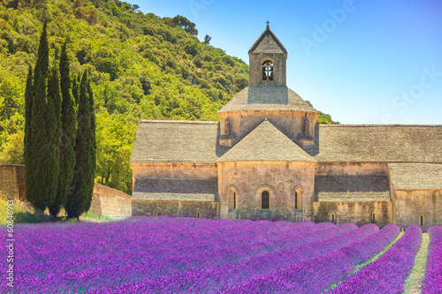 Lavender Field, Abbey of Senanque, Near Gordes, Provence, France без смс