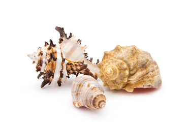 sea shells