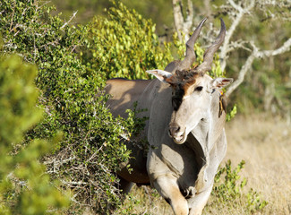 Beautiful Giant Eland antelope emerging from a bush