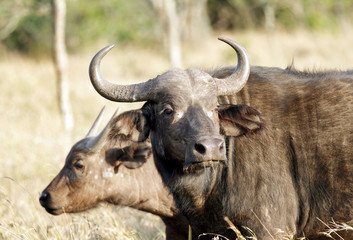 Naklejka premium African Wild Buffaloes